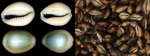 what are the benefits of Sea Shells relating to Goddess Lakshmi, Are Sea Shells reflex of Goddess Laxmi